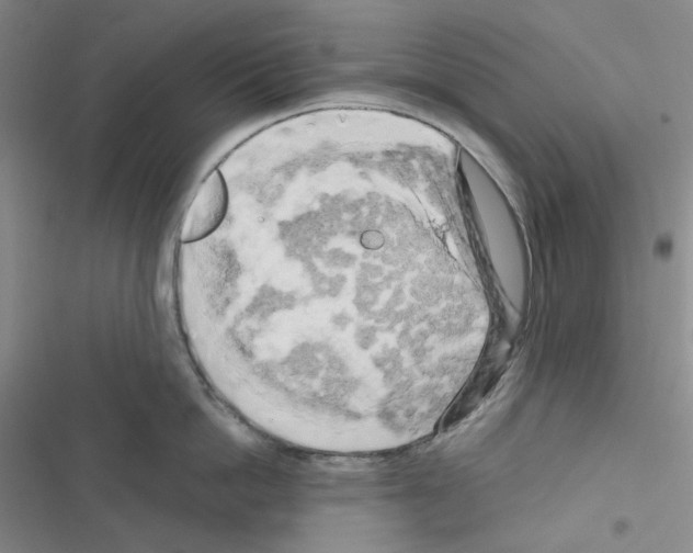 X0000116570862201001211242