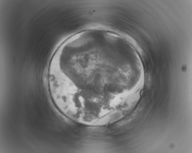 X0000116570863201001211242