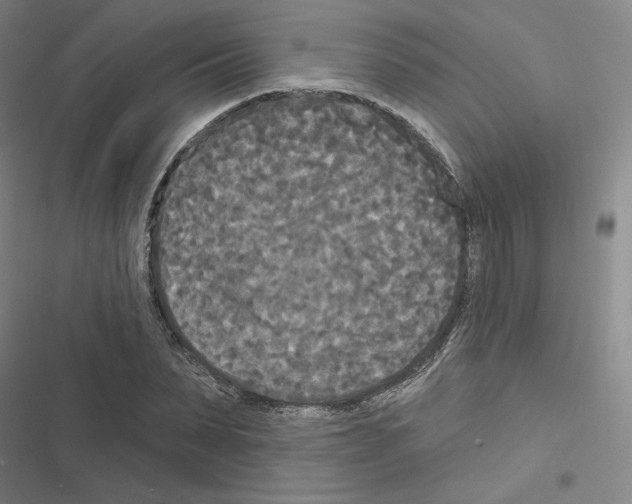 X0000116570879201001211241