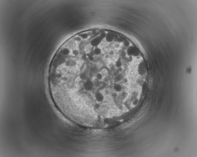 X0000116570903201001211241