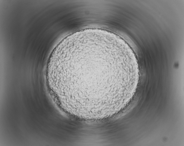 X0000116570906201001211241