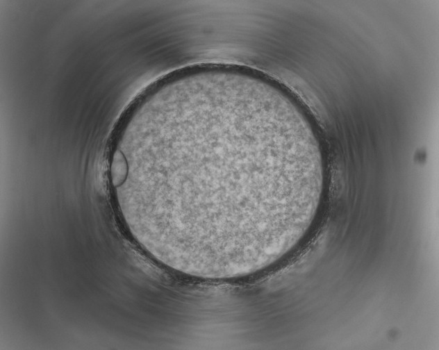 X0000116570926201001211240