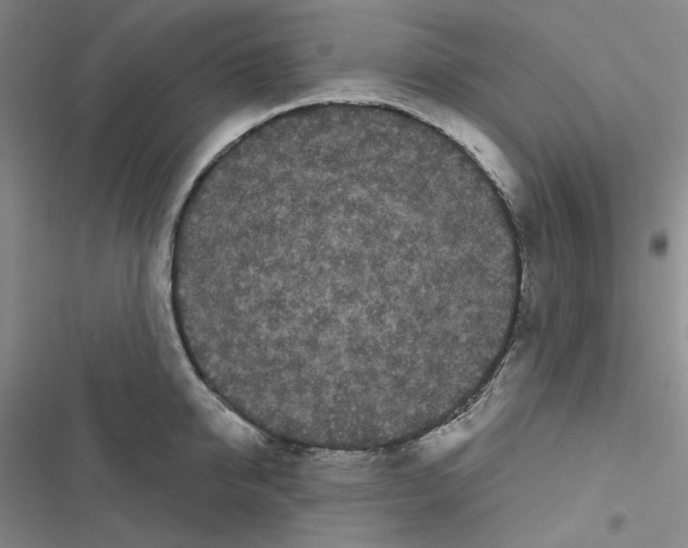 X0000116570950201001211241