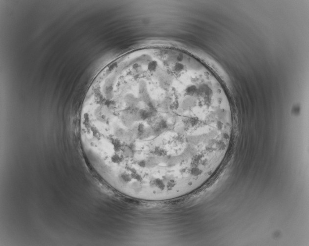 X0000116570953201001211241