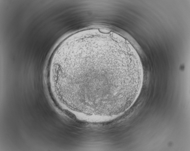 X0000116570955201001211241