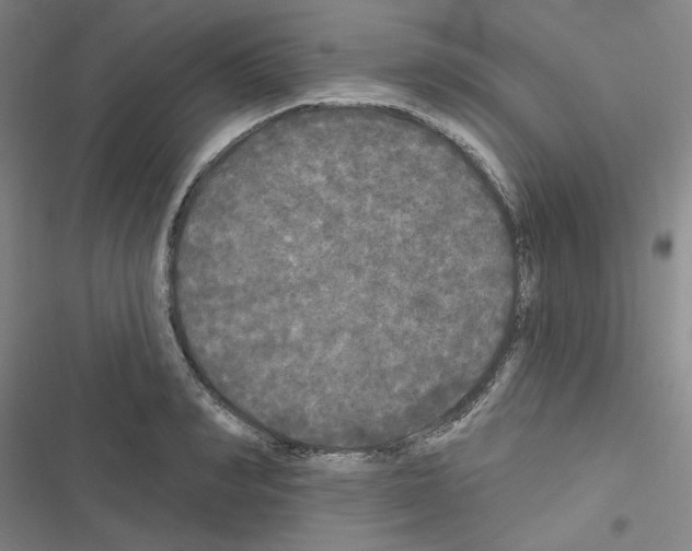 X0000116570990201001211240