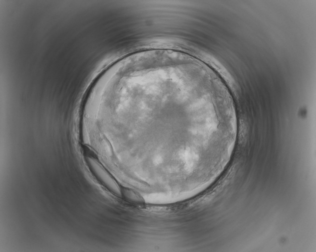 X0000116570994201001211240