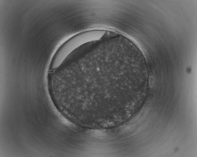 X0000116570995201001211240