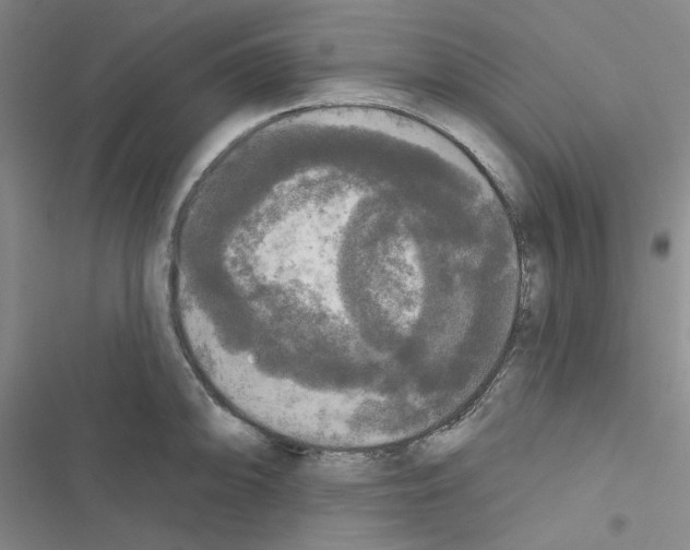 X0000116571094201001211238