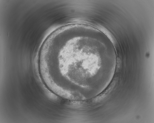 X0000116571098201001211238