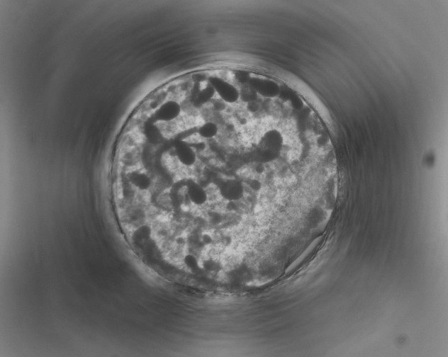 X0000116571099201001211238