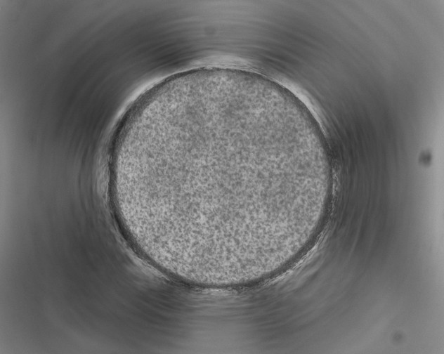 X0000116571115201001211238