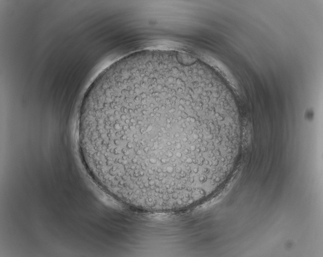 X0000116571130201001211238