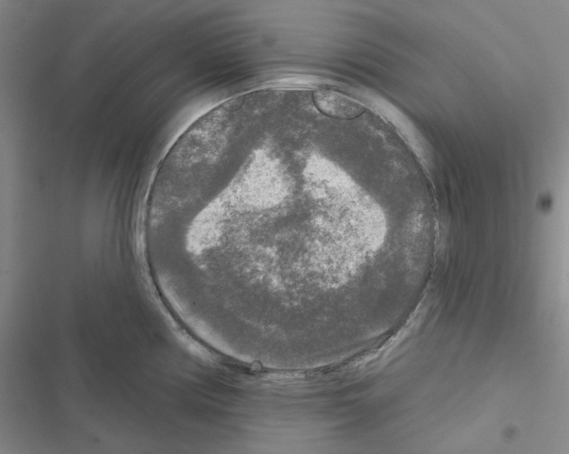 X0000116571194201001211237