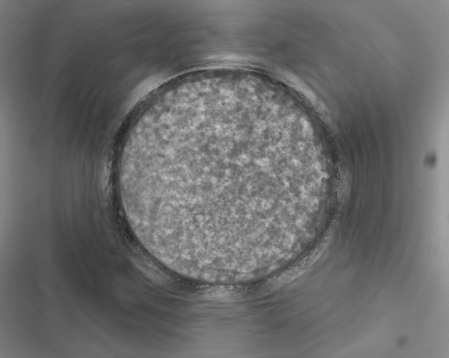 X0000116571259201001211236