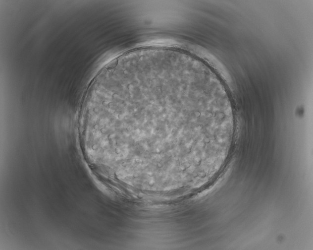 X0000116571425201001211234