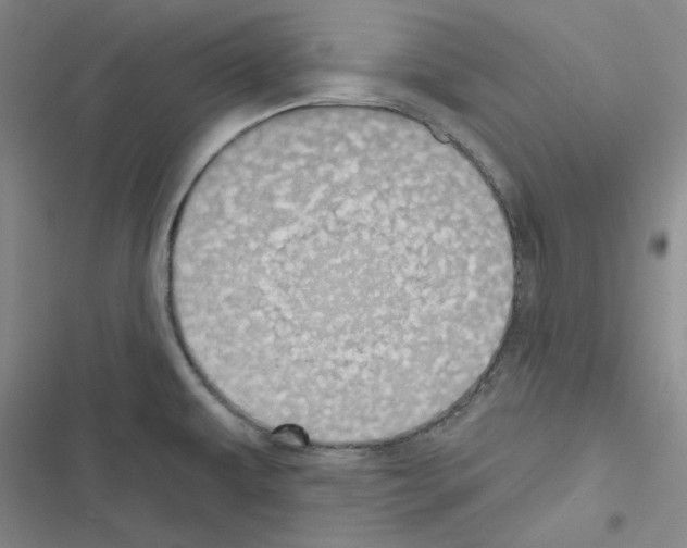 X0000116571479201001211233