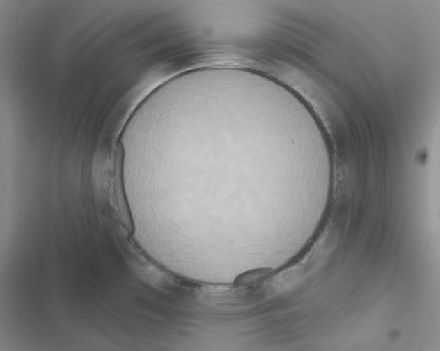 X0000116571481201001211233