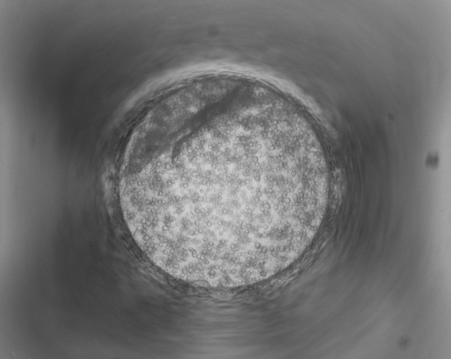 X0000116571495201001211232