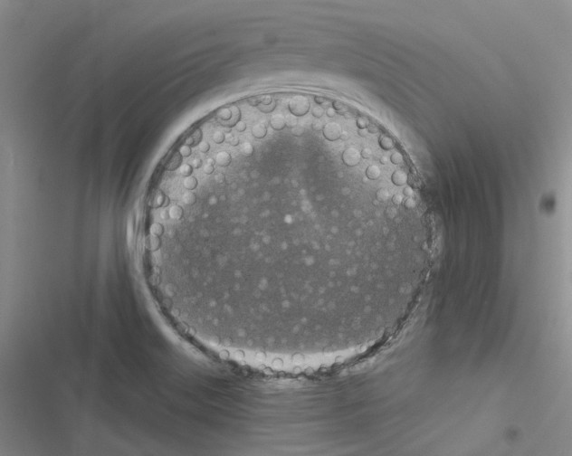 X0000116571515201001211233