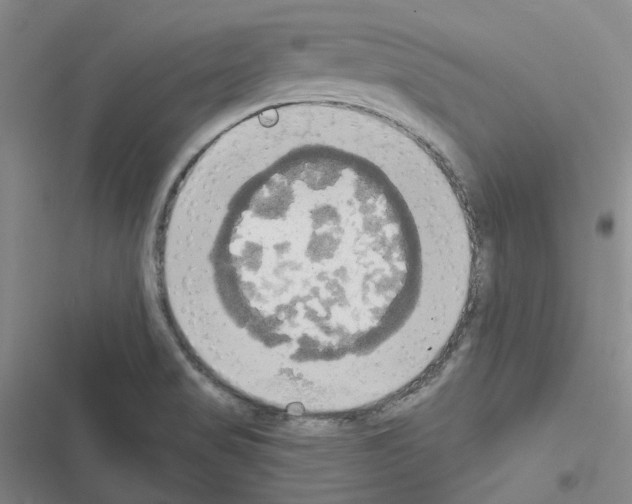 X0000116571517201001211233