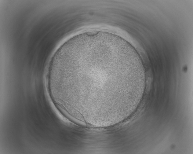 X0000116571523201001211233