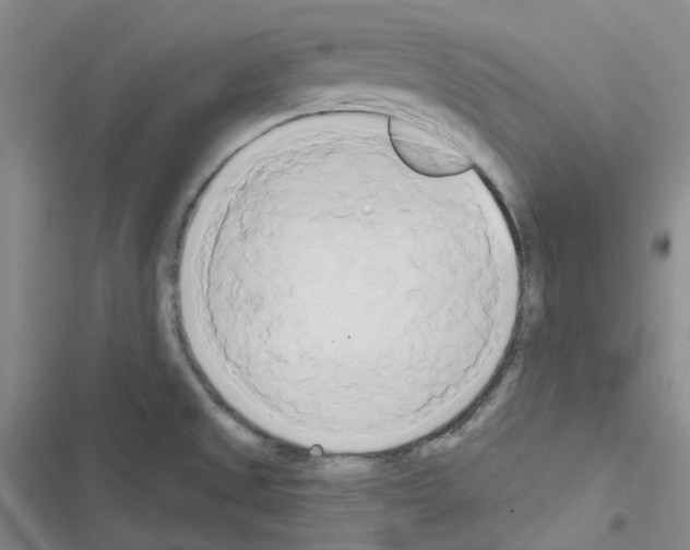 X0000116571525201001211233