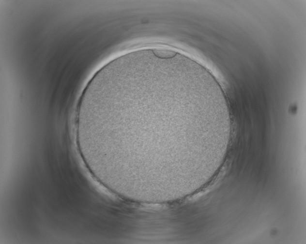 X0000116571526201001211233