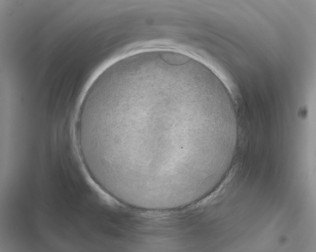 X0000116571527201001211233