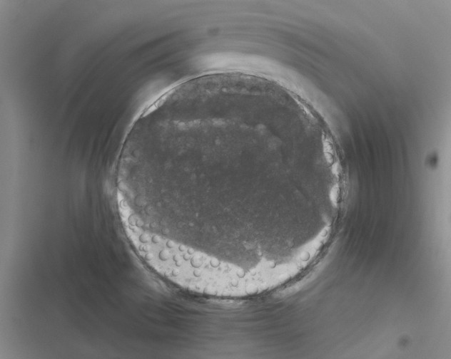 X0000116571529201001211233