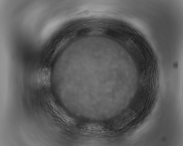 X0000116580146200912101548