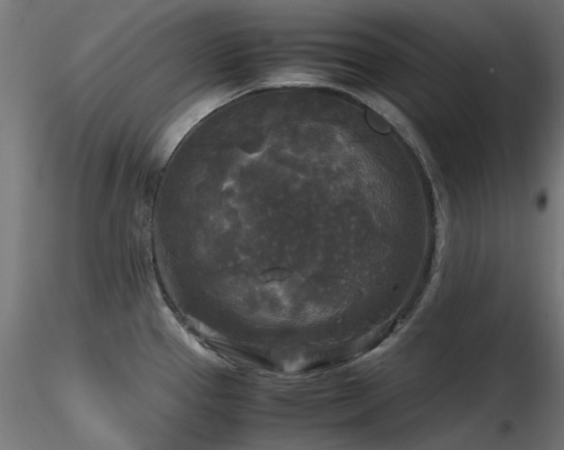 X0000116581337200912101531