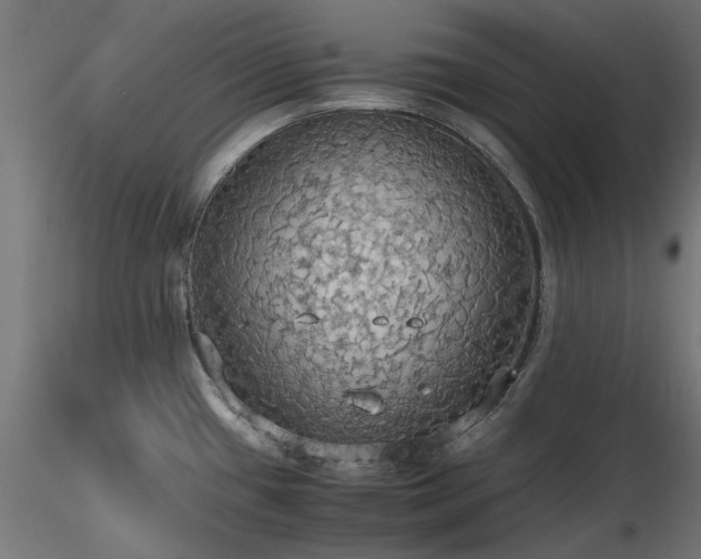 X0000116581433200912101530