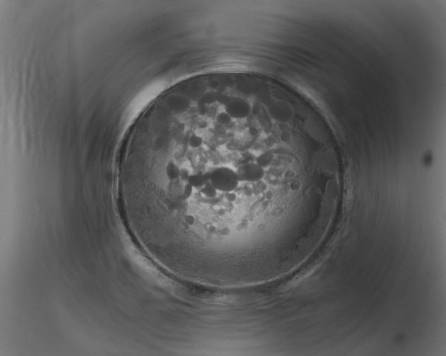 X0000116581467200912101529