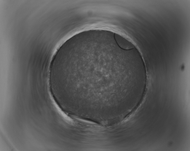 X0000116581525200912101529