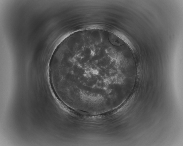 X0000116581047200912171520