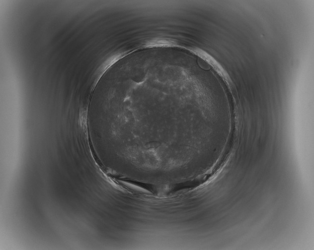 X0000116581337200912171516