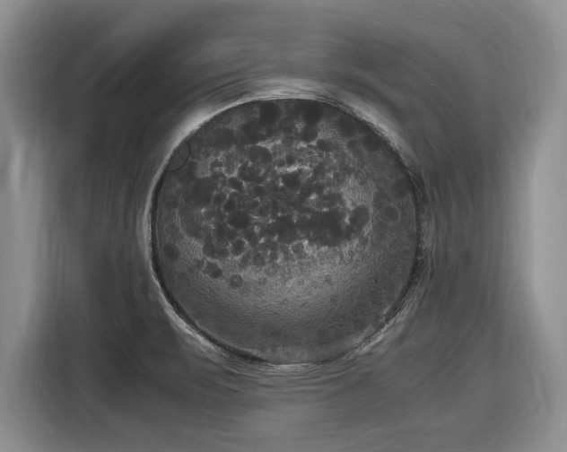 X0000116581471200912171514