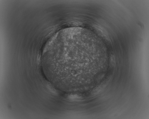 X0000116580177200912241701