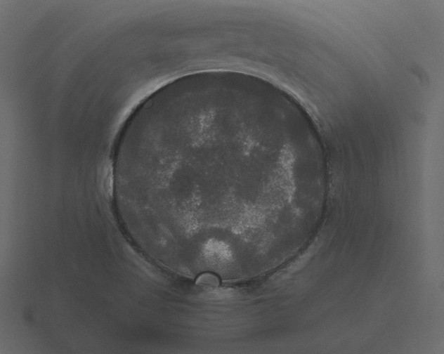 X0000116581509200912241644