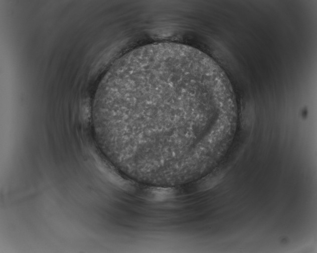 X0000116580085200912312023