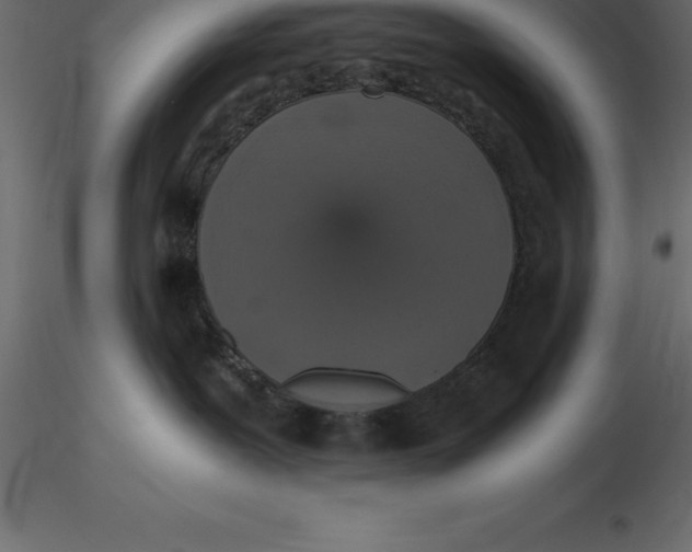 X0000116580239200912312021