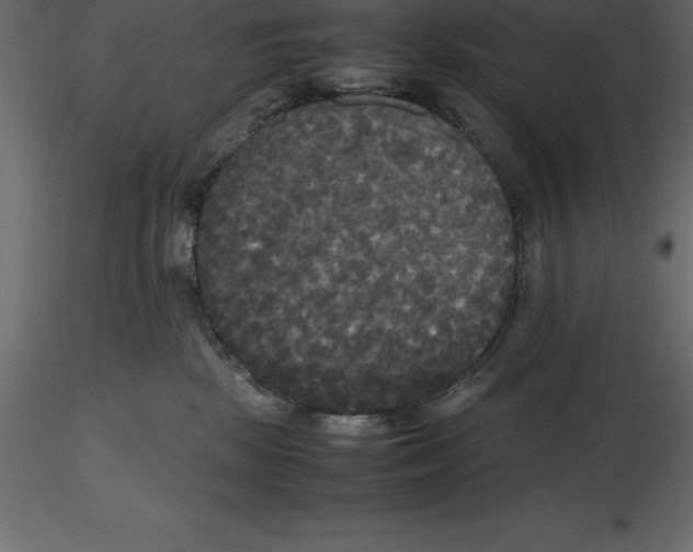 X0000116580281200912312021