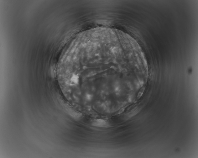 X0000116580285200912312021