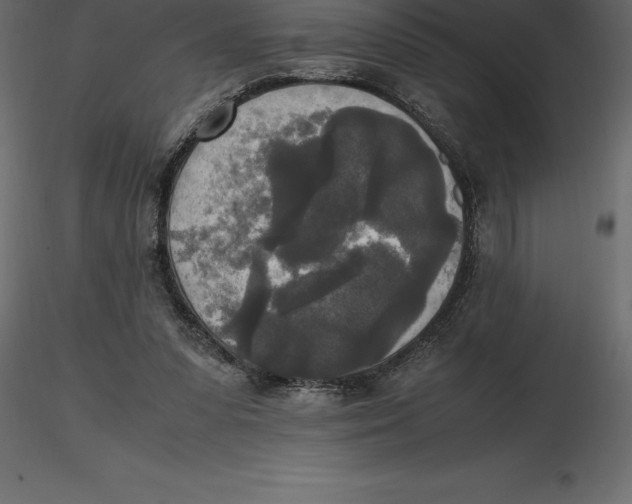 X0000116580303200912312020