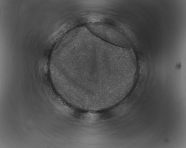 X0000116580313200912312020