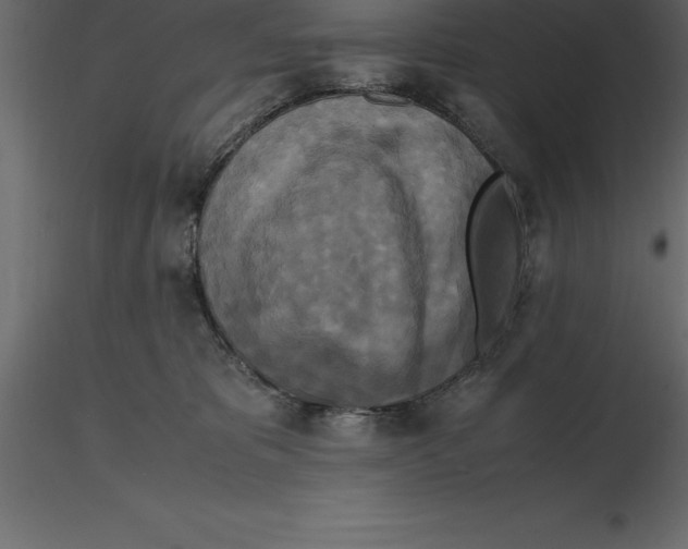 X0000116580325200912312020