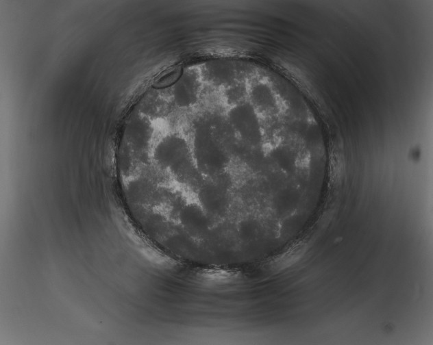 X0000116580453200912312018