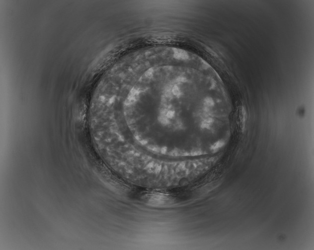 X0000116580507200912312017