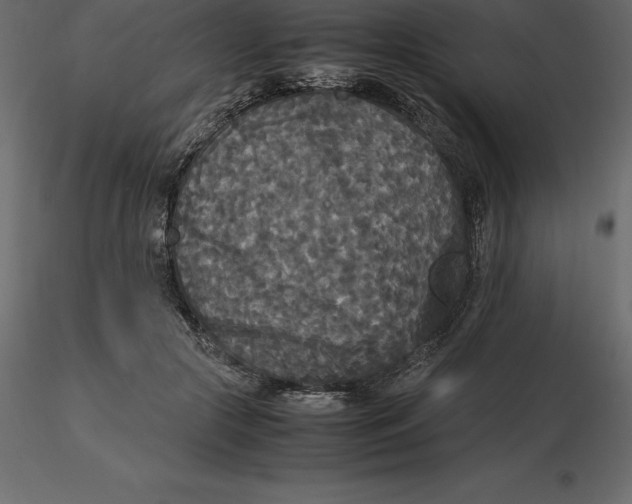 X0000116580553200912312017